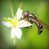 /album/plagaty-obrazy-na-mieru/photolia-a02-jpg/