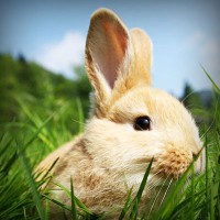 /album/plagaty-obrazy-na-mieru/photolia-a03-jpg/